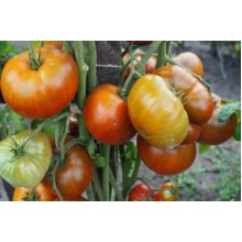 Редкие сорта томатов Тасманский шоколад
