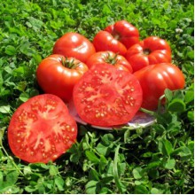 Редкие сорта томатов Хомс
