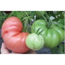 Редкие сорта томатов Югославский Синковича